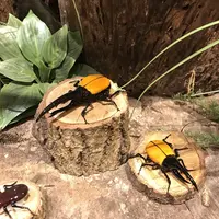 箱根ガラスの森美術館の写真・動画_image_224339