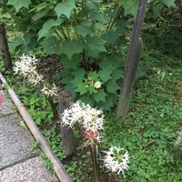 瑞泉寺の写真・動画_image_224640