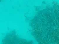 川平湾の写真・動画_image_224773