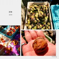 岩田フルーツ農園の写真・動画_image_225797