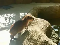 足羽山公園遊園地の写真・動画_image_226554