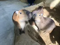足羽山公園遊園地の写真・動画_image_226556