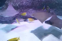 シーライフ ナゴヤの写真・動画_image_227260