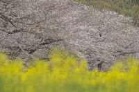 西都原古墳群の写真・動画_image_228700