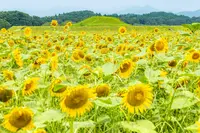 西都原古墳群の写真・動画_image_228701