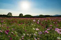 西都原古墳群の写真・動画_image_228702