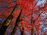 西教寺の写真・動画_image_228848