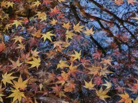 西教寺の写真・動画_image_228851