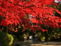 長等山 園城寺（三井寺）の写真・動画_image_228858