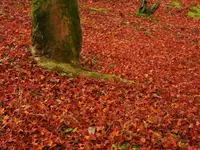 長等山 園城寺（三井寺）の写真・動画_image_228884