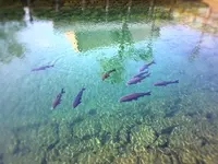 うちぬきの写真・動画_image_229162