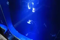 鴨川シーワールドの写真・動画_image_229452