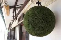 千代菊の写真・動画_image_230183