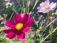 国営昭和記念公園の写真・動画_image_230472