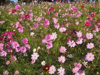 国営昭和記念公園の写真・動画_image_230474