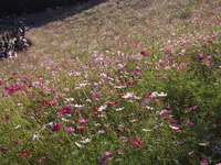 国営昭和記念公園の写真・動画_image_230475