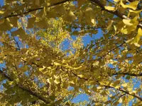 国営昭和記念公園の写真・動画_image_230476