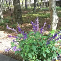 石の教会 内村鑑三記念堂の写真・動画_image_231510