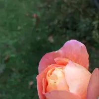 軽井沢タリアセンの写真・動画_image_231926