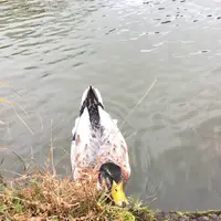 軽井沢タリアセンの写真・動画_image_231931