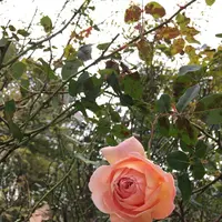 軽井沢タリアセンの写真・動画_image_231935