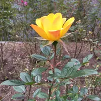 軽井沢タリアセンの写真・動画_image_231936