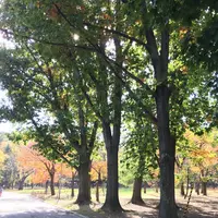 円山公園の写真・動画_image_232763