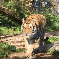 円山動物園の写真・動画_image_232776