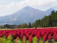 猪苗代ハーブ園の写真・動画_image_232921