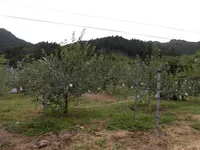原観光りんご園の写真・動画_image_233599