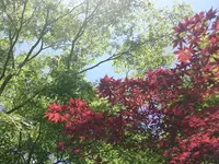 箱根湿生花園の写真・動画_image_234364