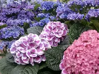 箱根強羅公園の写真・動画_image_234367