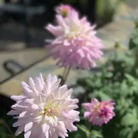 鳥取県立フラワーパークとっとり花回廊の写真・動画_image_234861