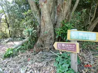 番所鼻自然公園の写真・動画_image_235793