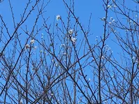 大野岳の写真・動画_image_235832