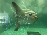 鴨川シーワールドの写真・動画_image_236041