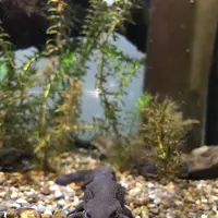 鴨川シーワールドの写真・動画_image_236042