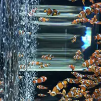 鴨川シーワールドの写真・動画_image_236043