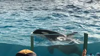 鴨川シーワールドの写真・動画_image_236045