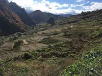 四ケ村の棚田の写真・動画_image_236219