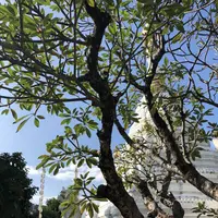 Changklan Rdの写真・動画_image_236441