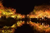 東寺（教王護国寺）の写真・動画_image_236459
