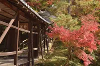 高台寺の写真・動画_image_236463