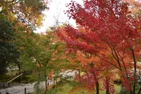 高台寺の写真・動画_image_236464