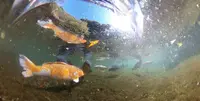高千穂峡の写真・動画_image_236509