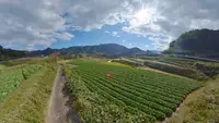 栃又の棚田の写真・動画_image_236512