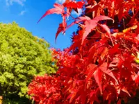 三景園の写真・動画_image_236603