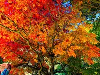 三景園の写真・動画_image_236608