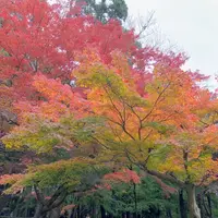 中尊寺の写真・動画_image_237089