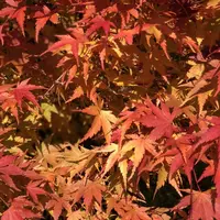榛名湖の写真・動画_image_237166